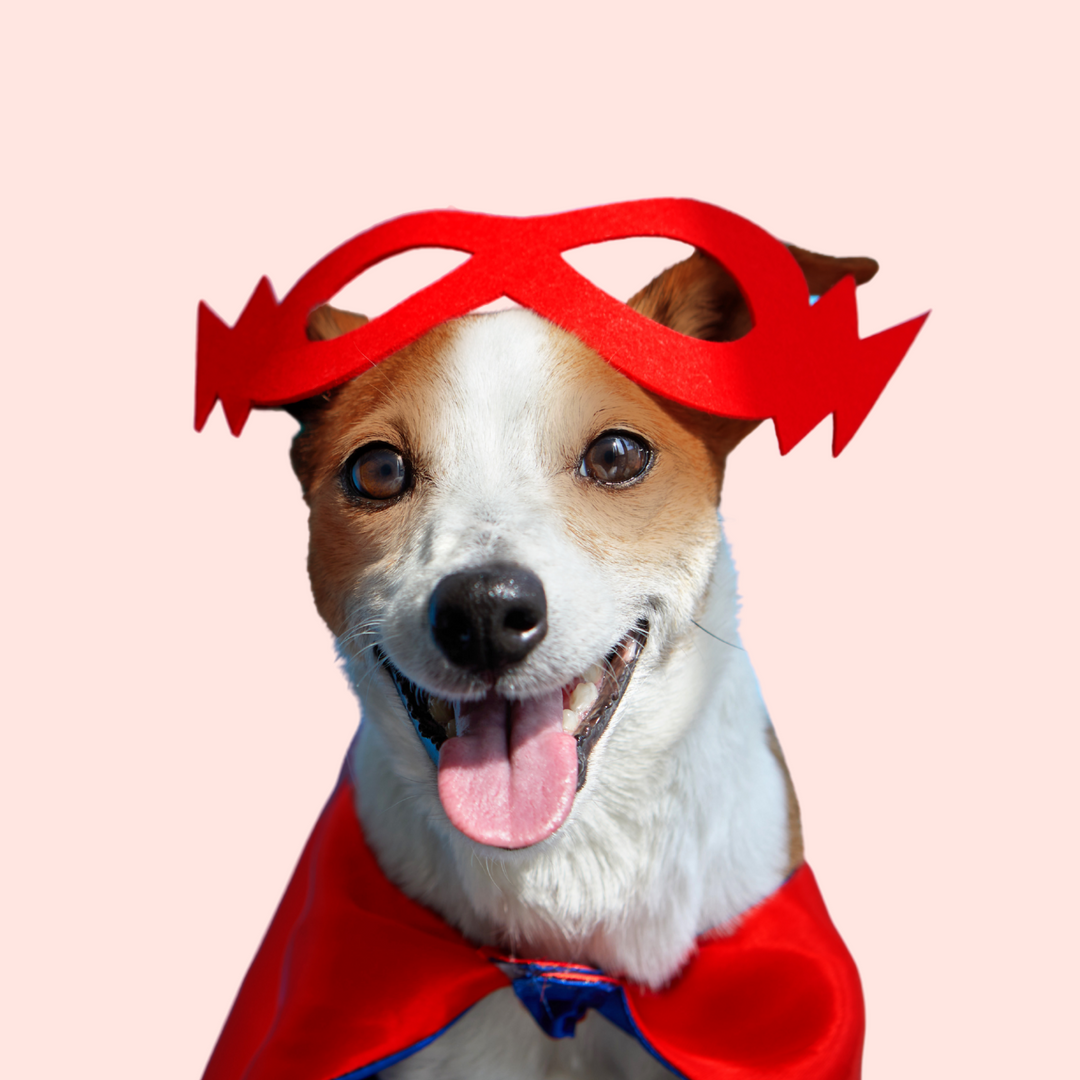 Dog enjoying Happy Heroes supplements for calming and anxiety relief, hip and joint support, immunity and itch relief, probiotics and digestive care, multivitamins, and eye care support.