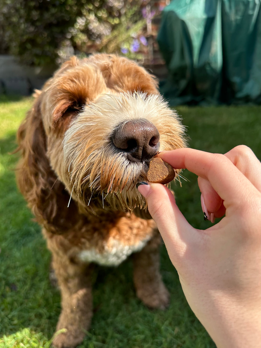 Dog enjoying Happy Heroes supplements for calming and anxiety relief, hip and joint support, immunity and itch relief, probiotics and digestive care, multivitamins, and eye care support.