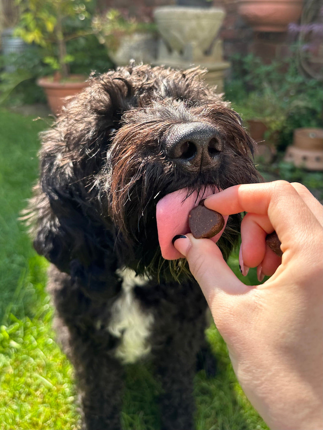 Dog enjoying Happy Heroes supplements for calming and anxiety relief, hip and joint support, immunity and itch relief, probiotics and digestive care, multivitamins, and eye care support.