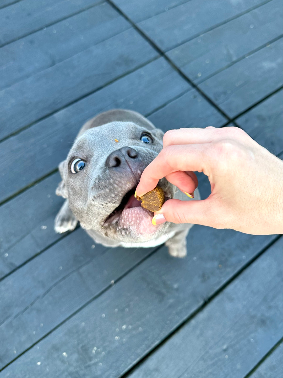 Dog enjoying Happy Heroes supplements for calming and anxiety relief, hip and joint support, immunity and itch relief, probiotics and digestive care, multivitamins, and eye care support.