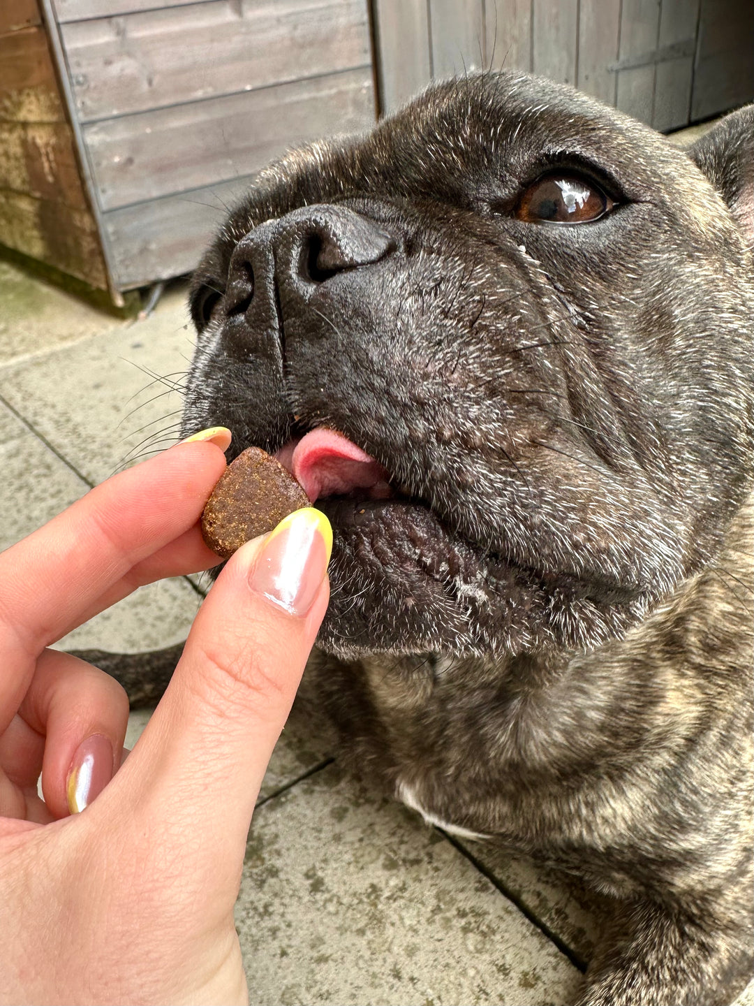 Dog enjoying Happy Heroes supplements for calming and anxiety relief, hip and joint support, immunity and itch relief, probiotics and digestive care, multivitamins, and eye care support.