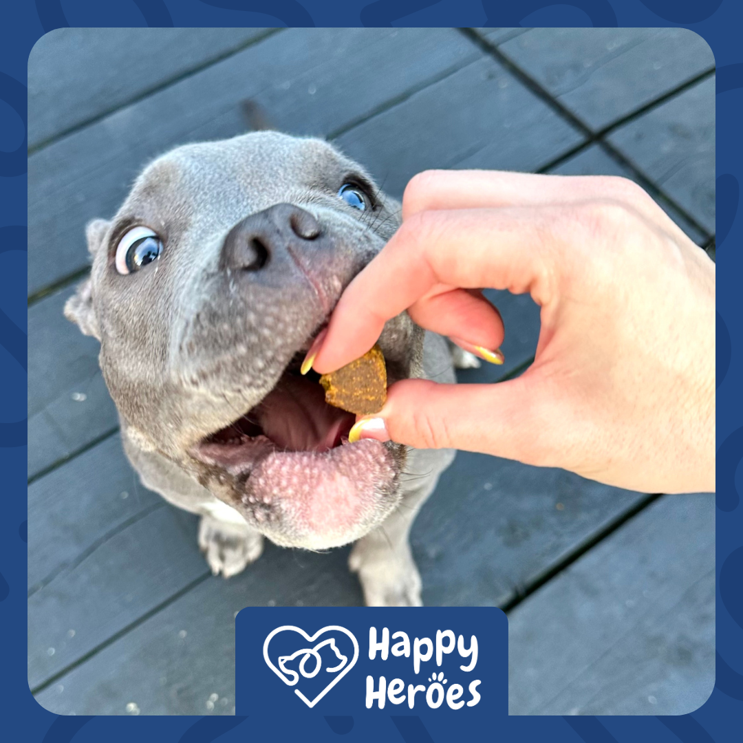 Unlocking Vitality: Exploring the Benefits of Awesome All-in-1 Multifunctional Dog Treats