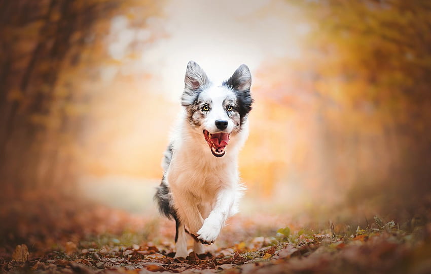 The Dynamic Duo: Glucosamine and Chondroitin for Your Dog's Joint Health