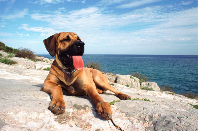 Supporting Your Pup's Summer Adventures