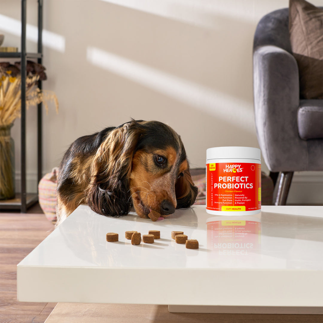 Perfect Probiotics Soft Chews