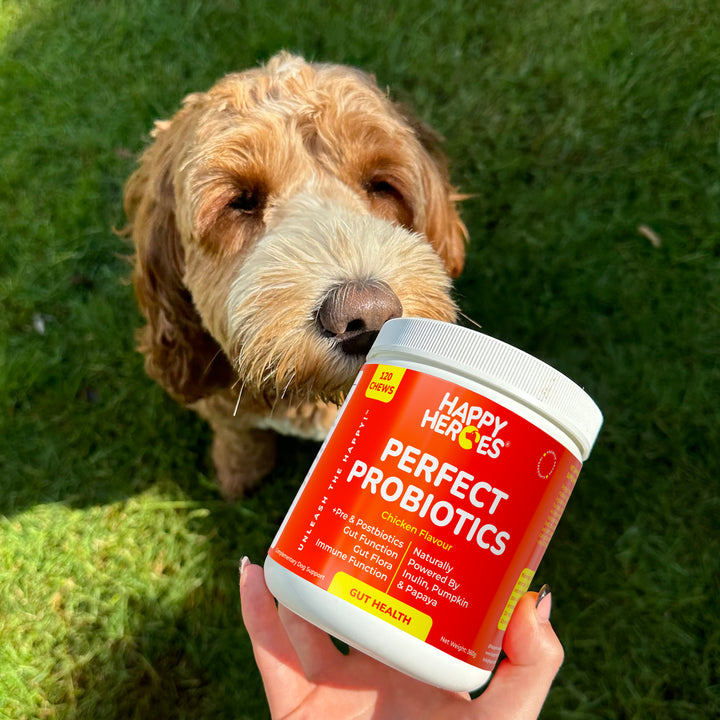 Perfect Probiotics Soft Chews