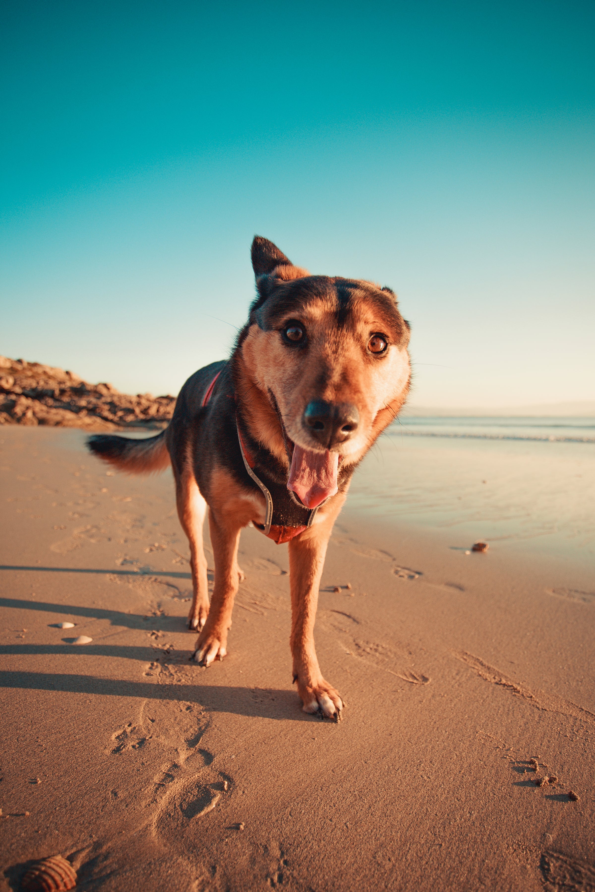 Natural Dog Treats and Ingredients